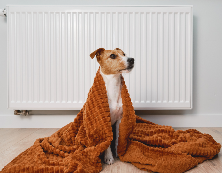 A stock image of a dog by a radiator, to represent warm homes